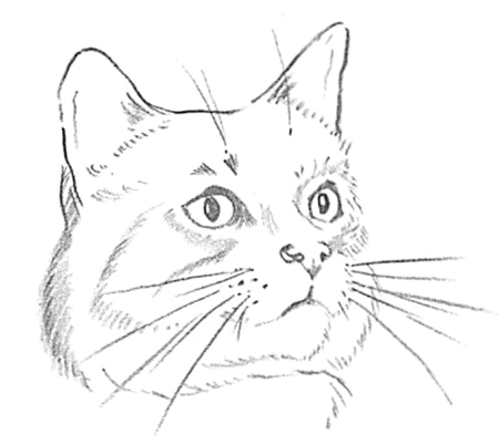 How to Draw a Cat Real Easy