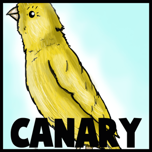 How to Draw a Canary with Step by Step Tutorial to Drawing Canaries