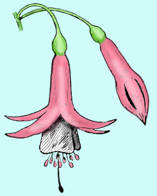 How To Draw Fuchsias Flowers With Easy Steps Drawing