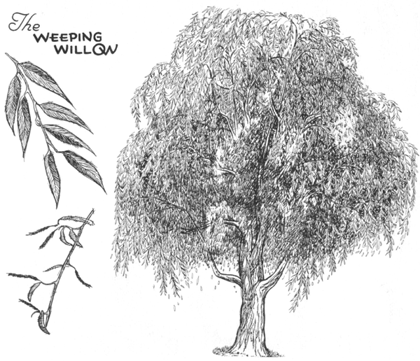 tree leaves texture drawing
