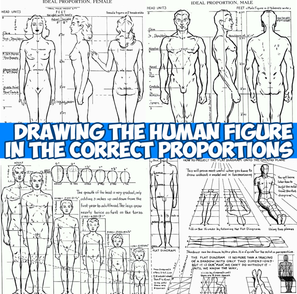 Proportions of the Human Figure : How to Draw the Human Figure in the Correct Proportions