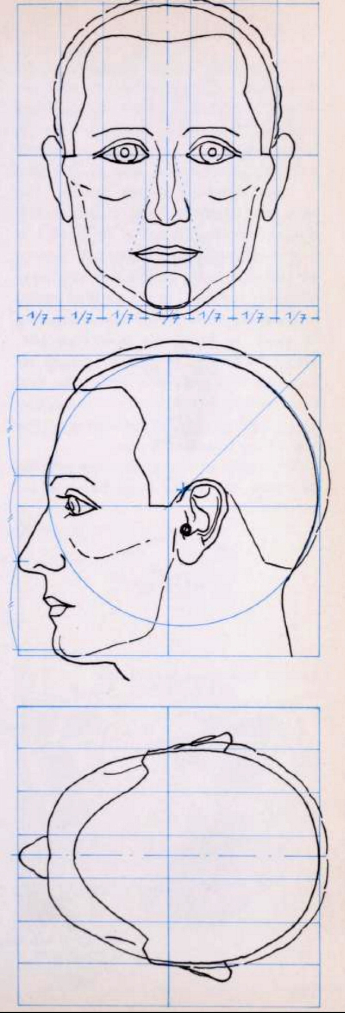 how to draw human faces proportions