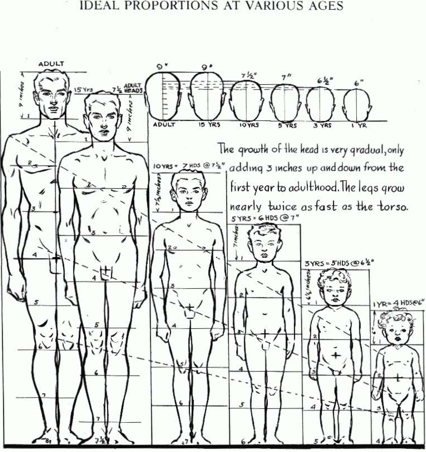 Proportions of the Human Figure : How to Draw the Human Figure in the