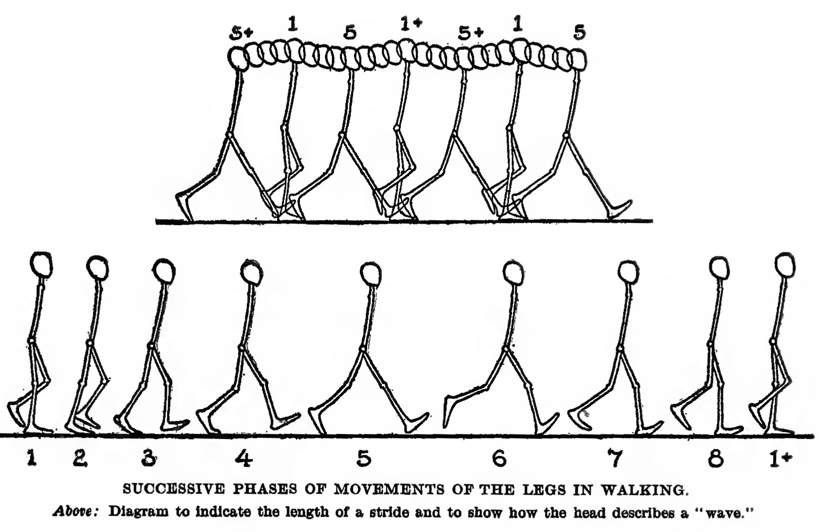 Learning about legs and their natural range of movement  part 1  Anime  Art Magazine