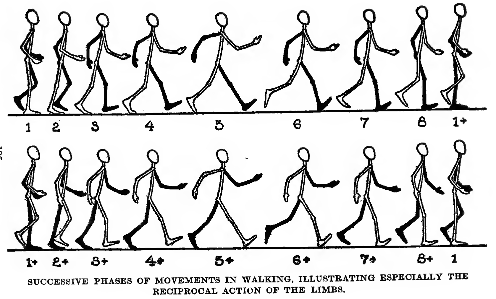 how to draw figure 8 for walking - 525wvanburenchicagoil