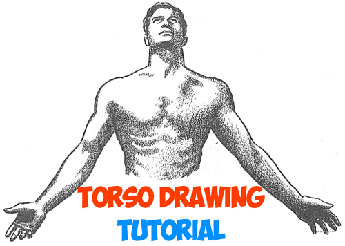 how to draw the human chest and torso