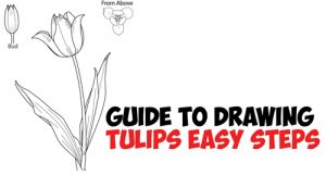 Drawing Nature Archives - How to Draw Step by Step Drawing Tutorials