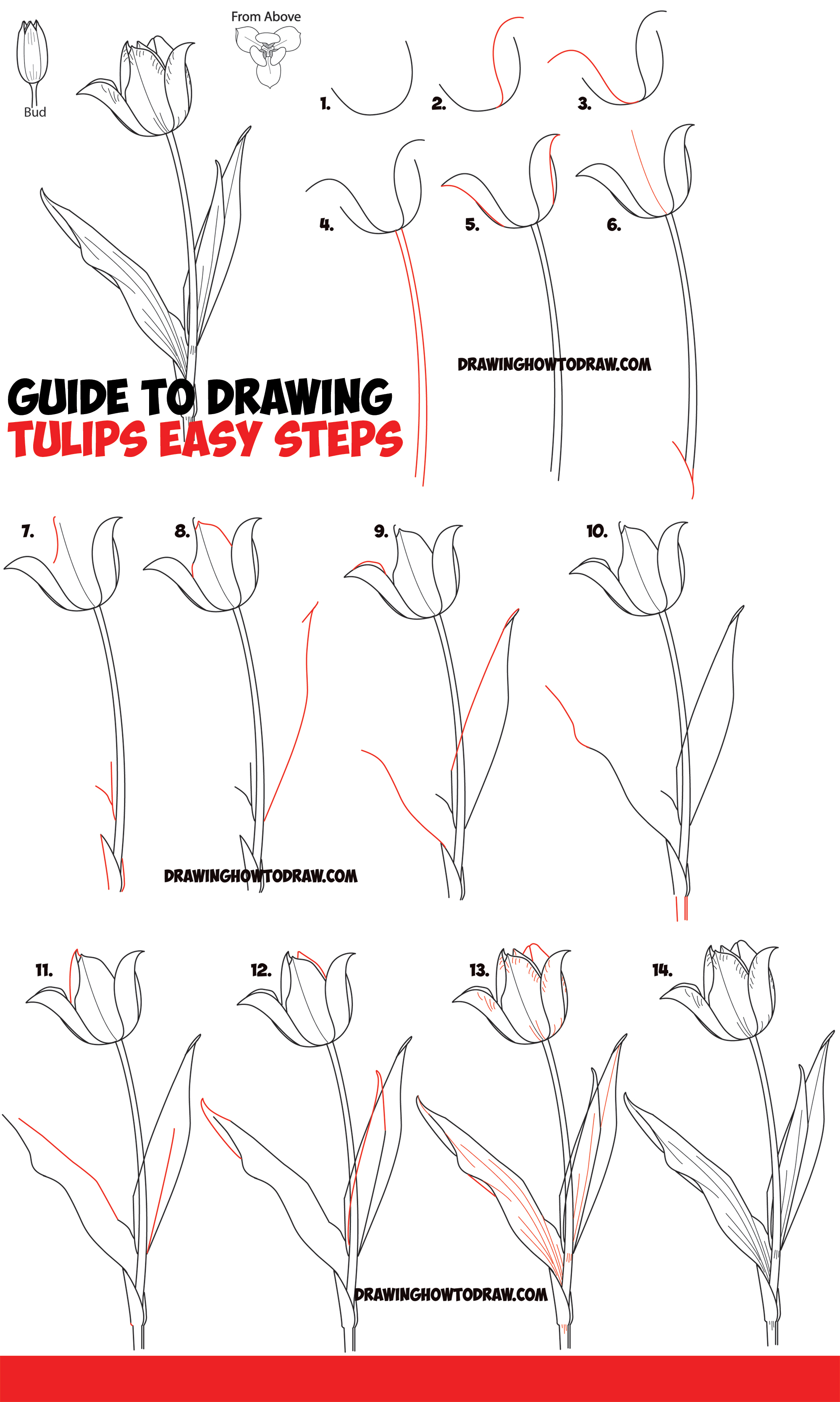 How to Draw Tulips Easy Guide to Drawing Tulips from Side, From Above