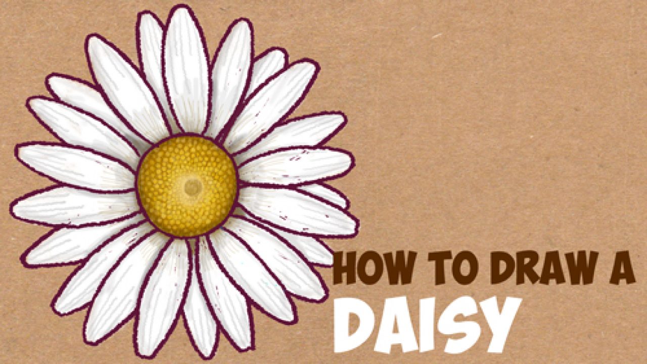 How to Draw a Daisy Flower (Daisies) in Easy Step by Step Drawing