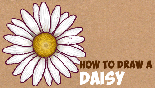 daisy drawings with color