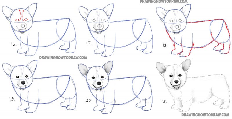 How to Draw a Corgi Puppy Easy Step by Step Realistic Drawing Tutorial ...