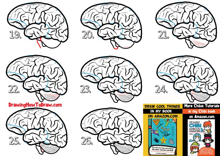 How to Draw a Human Brain - Easy Steps Drawing Lesson for Beginners ...