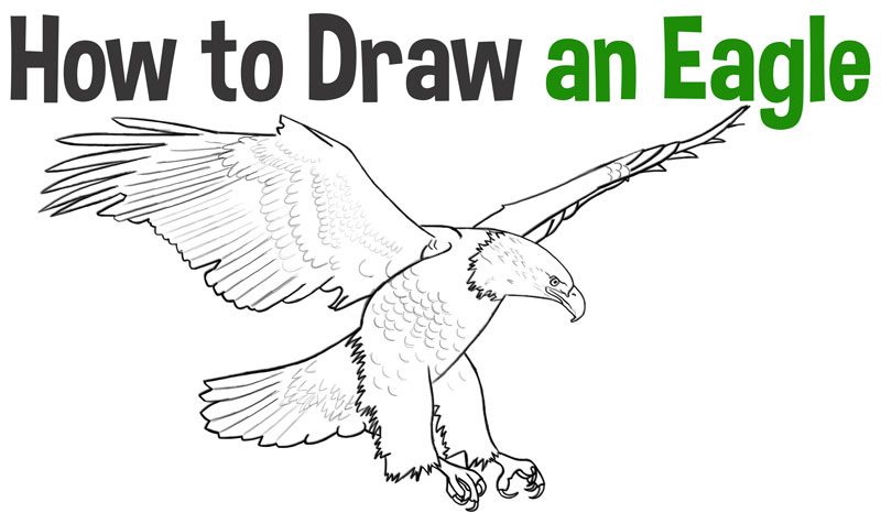 Drawings Eagle Stock Illustrations – 644 Drawings Eagle Stock  Illustrations, Vectors & Clipart - Dreamstime