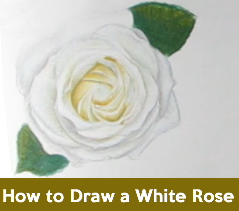 how to draw roses, drawing white roses