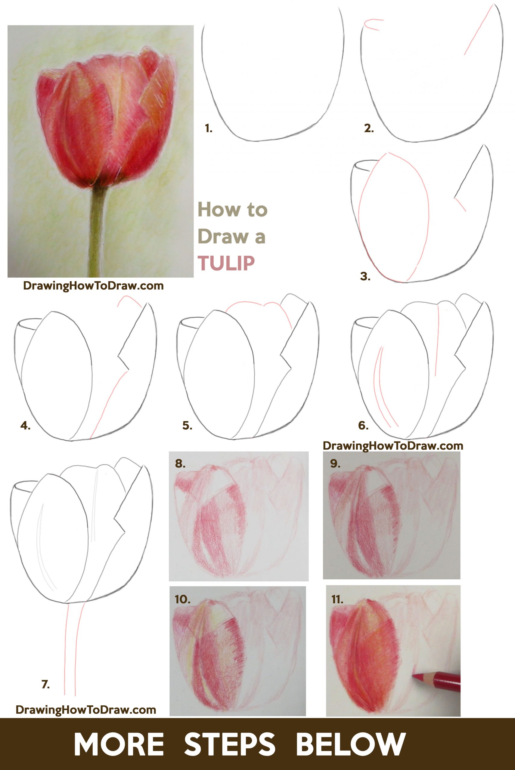 How To Draw A Tulip Step By Step