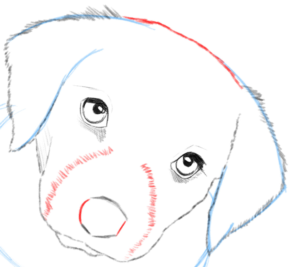 how to draw a dog face for kids
