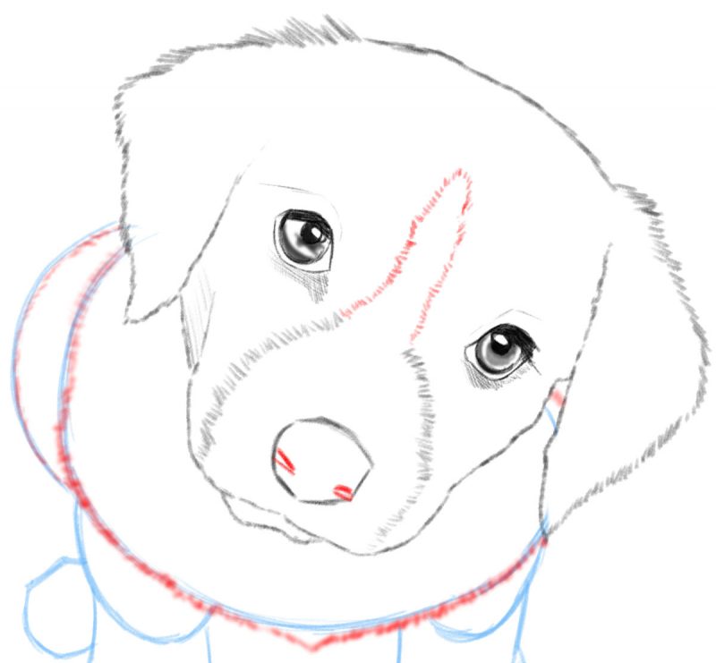 how-to-draw-a-dog-or-puppy-realistic-easy-step-by-step-drawing