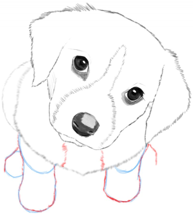 Easy Dog To Draw Step By Step at ganbrysonblog Blog