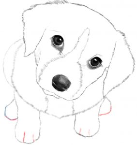 How to Draw a Dog or Puppy Realistic - Easy Step by Step Drawing ...