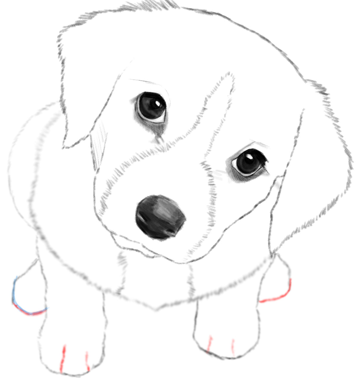 Puppy Drawing Step By Step