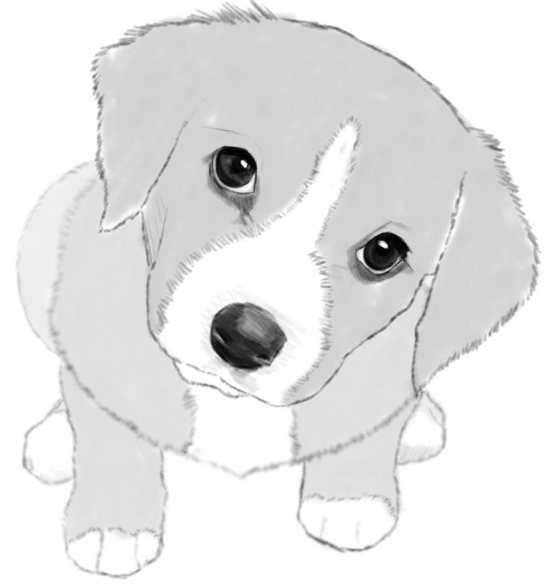 How to Draw a Dog or Puppy Realistic - Easy Step by Step Drawing ...