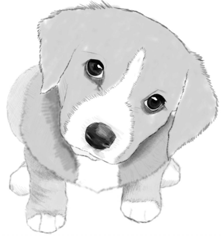 How to Draw a Dog or Puppy Realistic - Easy Step by Step Drawing ...