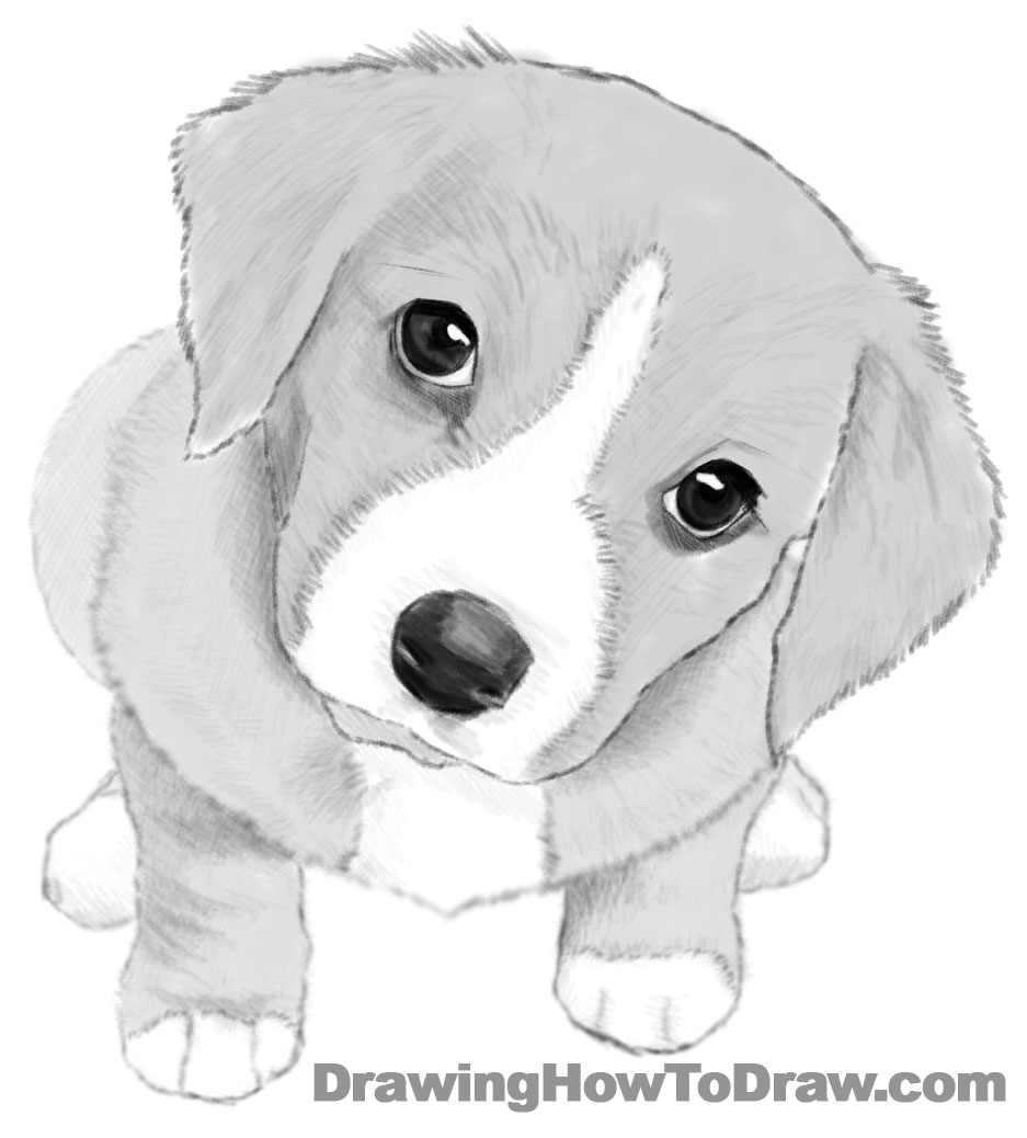 How to Draw a Dog or Puppy Realistic - Easy Step by Step Drawing ...