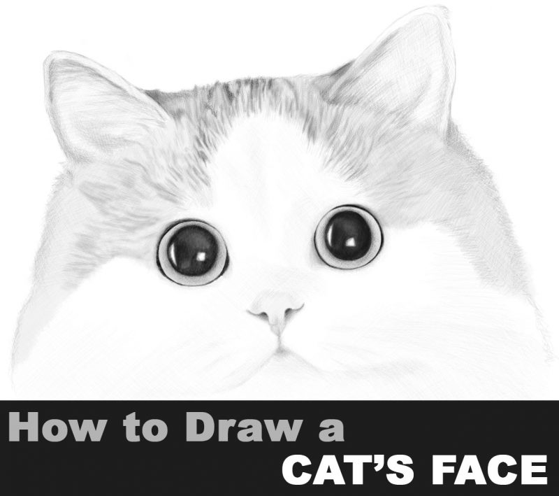 How To Draw A Realistic Cat Easy Step By Step - YouTube