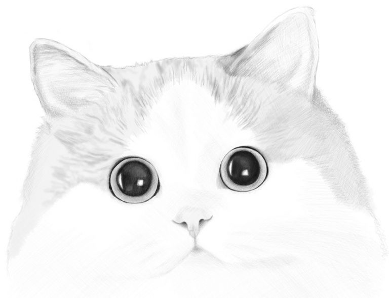 How To Draw A Cat’s Face – Realistic Portrait – Step By Step Drawing ...