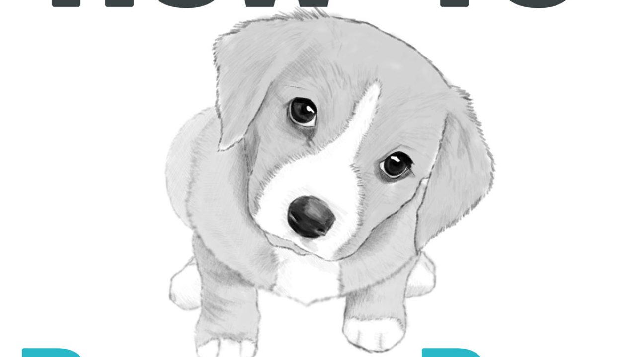 Easy To Draw Dog Face Drawing Cartoon Tutorial How - Dog Easy To Draw, HD  Png Download - kindpng