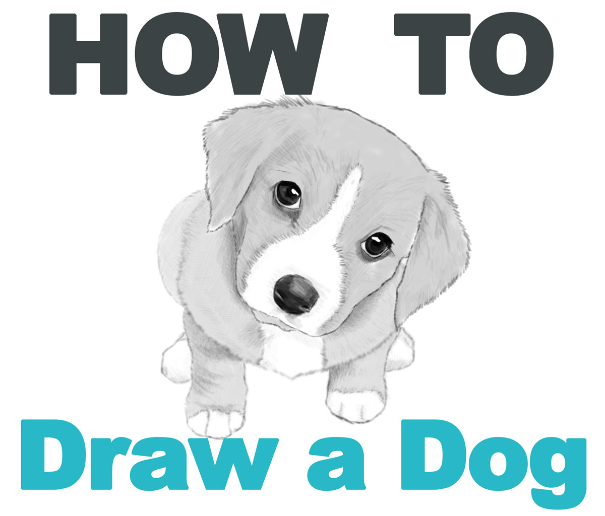 How to Draw a Dog or Puppy Realistic - Easy Step by Step Drawing ...