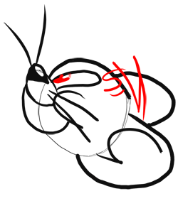 Step 6 Tutorial How to Draw Tom and Jerry