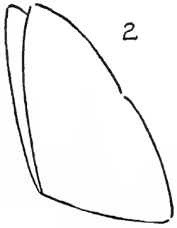 08-drawing-butterflies