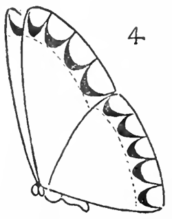10-drawing-butterflies
