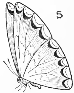 11-drawing-butterflies-finished