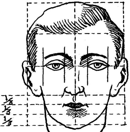 the proportions of the front view of the ideal head