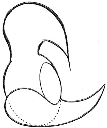 Step 4 Woody Woodpecker Step by Step Drawing Tutorial