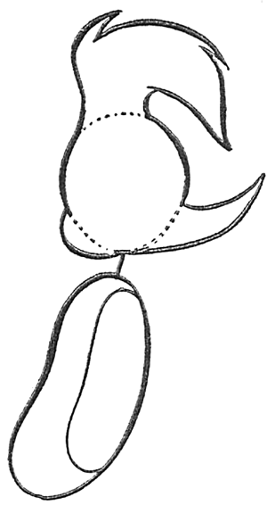 Step 7 Woody Woodpecker Step by Step Drawing Tutorial