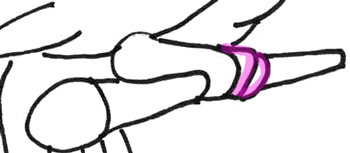 Step 10 in Drawing Parrots and Macaws Step by Step Lesson