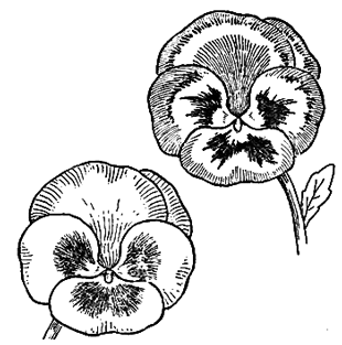 finished drawings of pansies