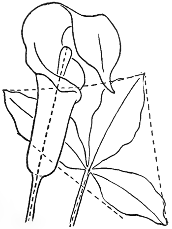 Step 4 Drawing Jack in the Pulpit Instructions
