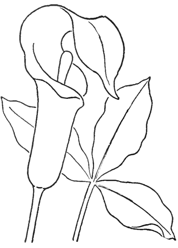 Step 5 Drawing Jack in the Pulpit Instructions