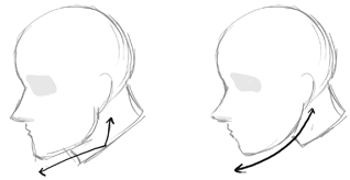 For a realistic drawing, an ideal male head often has a well pronounced jaw compared to females.