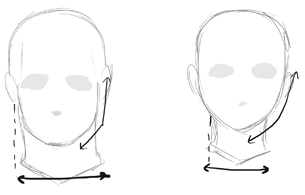 For a realistic drawing, an ideal male head often has a well pronounced jaw compared to females.