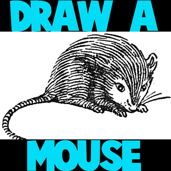 How to Draw a Mouse Step by Step Drawing Tutorial for Kids