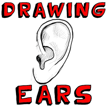 How to Draw Human Ears in Profile Step by Step Drawing Tutorial