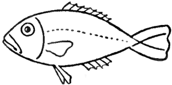 04-fish Step 4 : Drawing Fish in Easy Steps