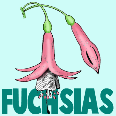 How to Draw Fuchsias Flowers with Easy Steps Drawing Tutorial