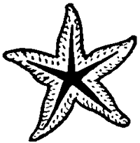 Step 4 : Drawing Starfish in Easy Steps Tutorial Step 4 : Drawing Starfish in Easy Steps Tutorial