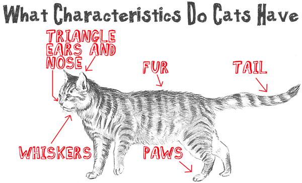 First - Lets Think About What Characteristics Real Cats All Have